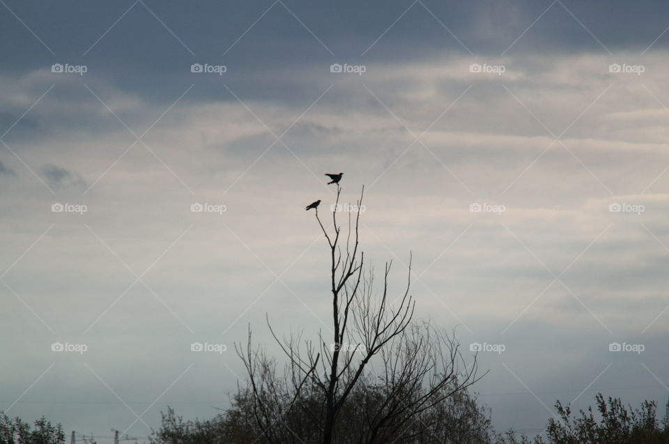 silhouettes against the sky