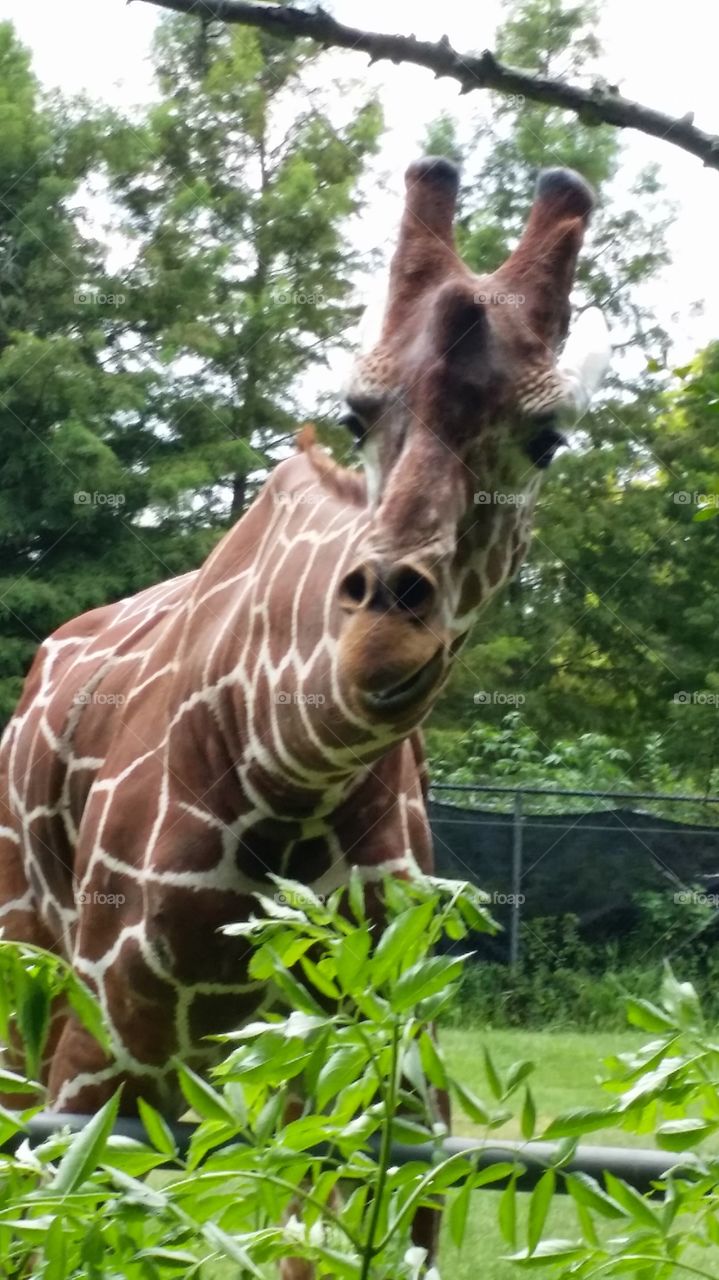 Curious Giraffe 