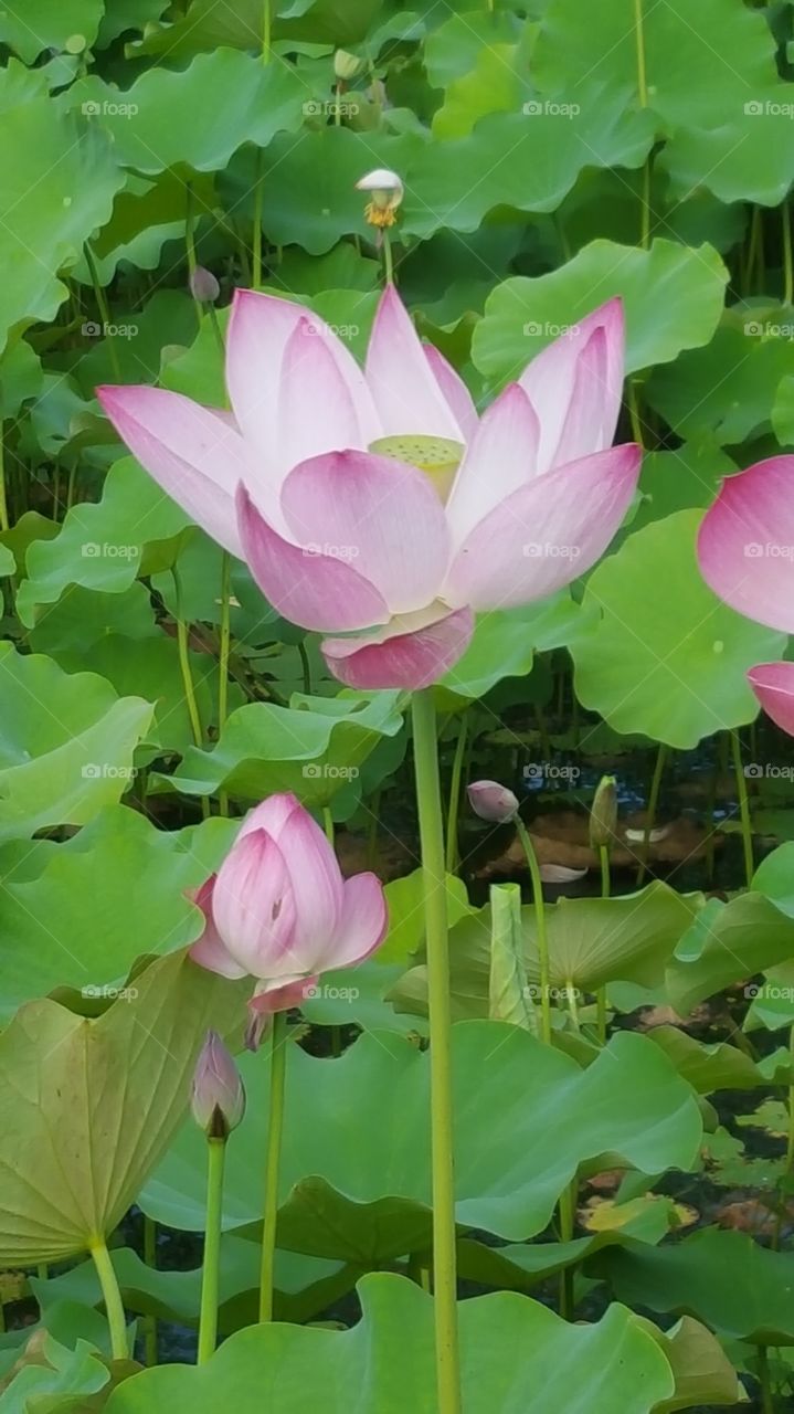 Lotus at Buyeo Seodong