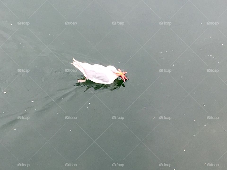 Seagull holding starfish in Brentwood Bay