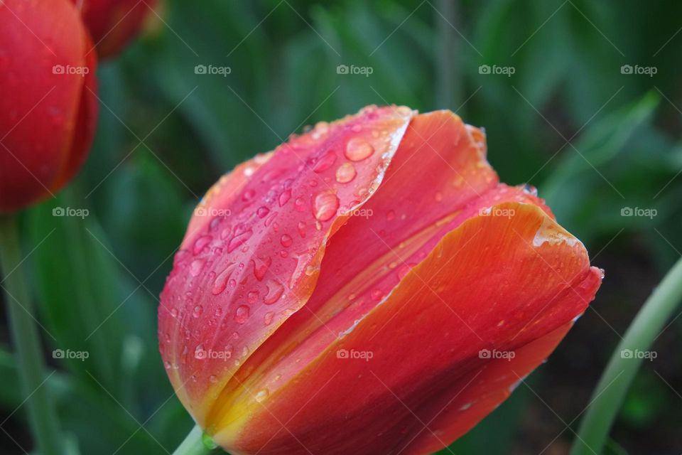 Raindrops falling of a bright fire red flower