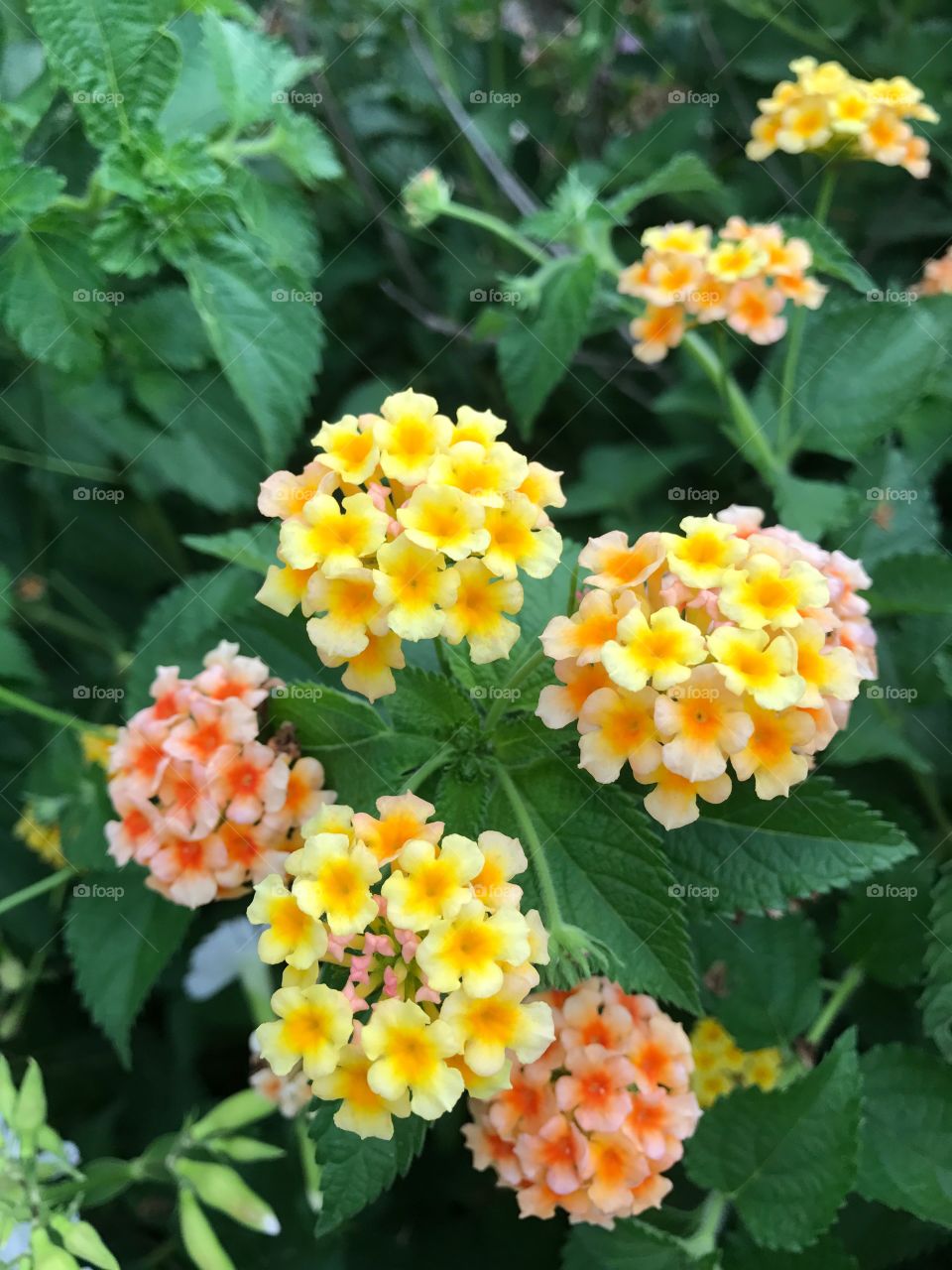 Multi colored flower bush 
