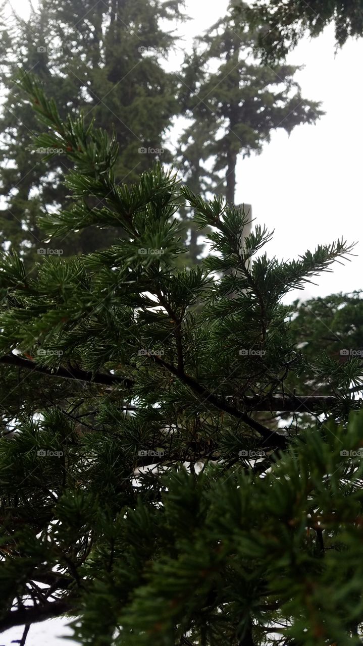 Tree, Conifer, Evergreen, No Person, Pine