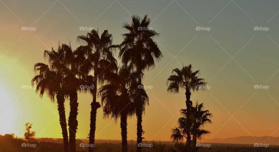 Palm tree sunset