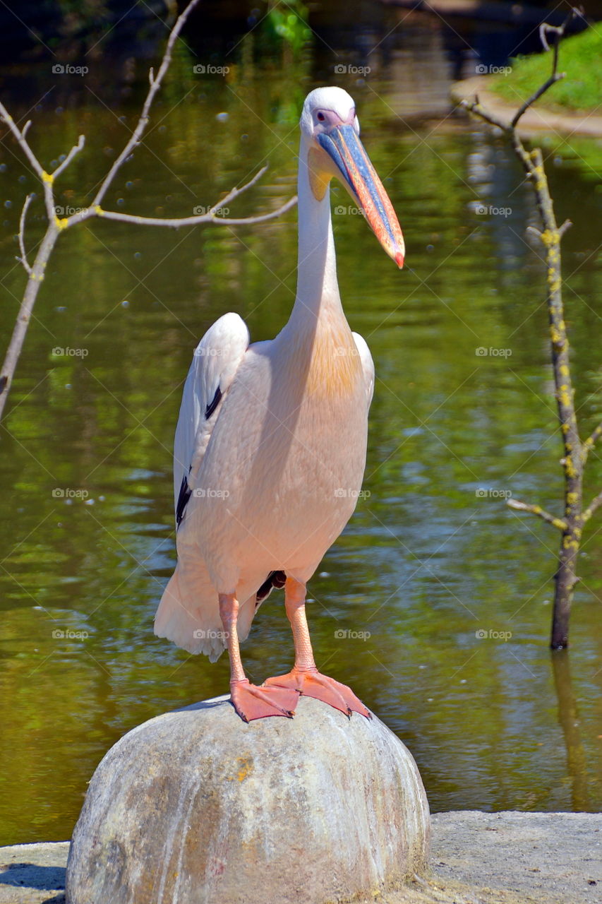 Portrait of pelican