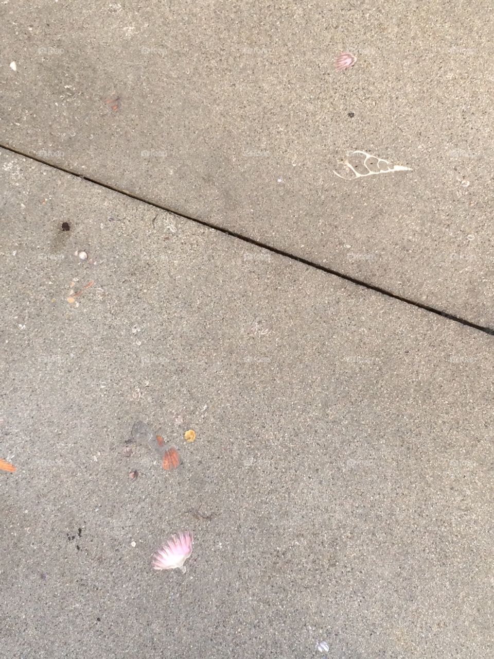 Shells in cement path 