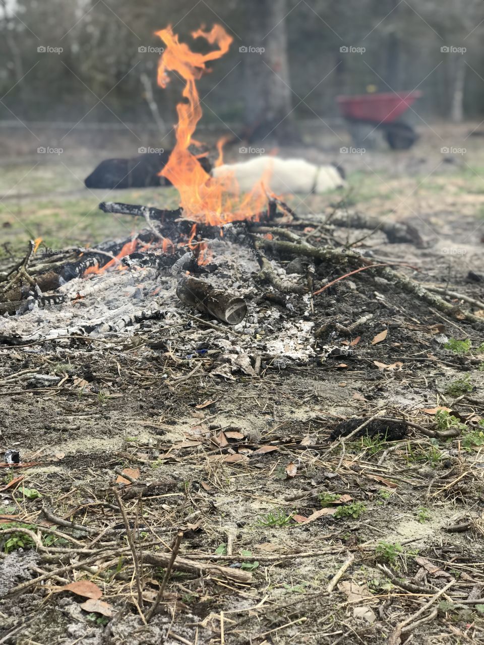Farm dogs hanging out by the fire. 