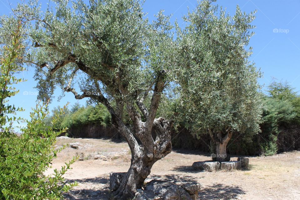 Olive tree