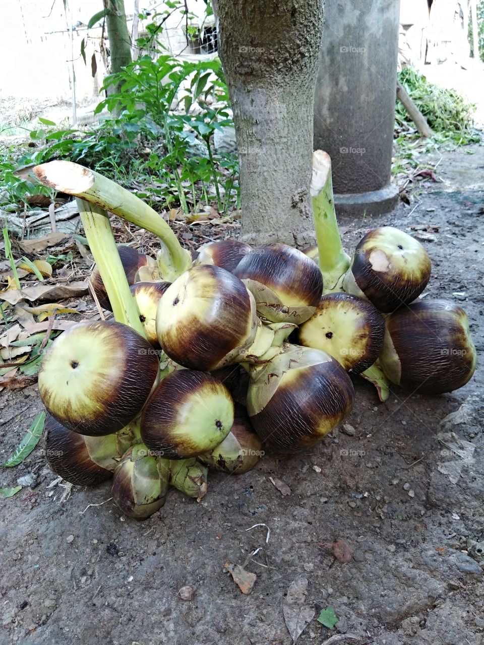 palm fruit