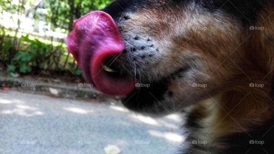 Dog tongue