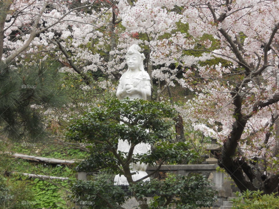 Statue and cherry blossoms