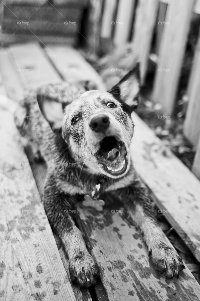 Australian cattle dog, bark, puppy 