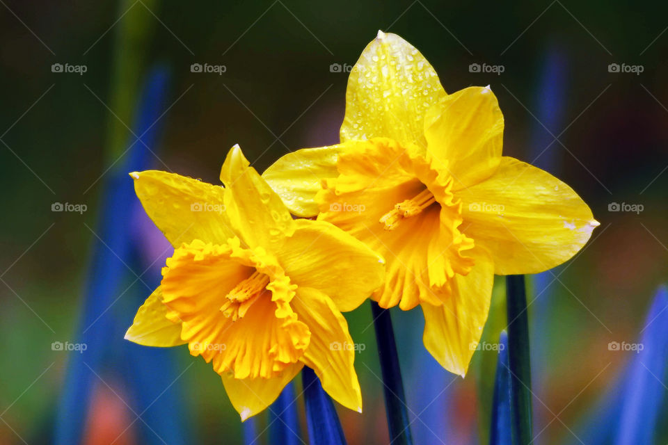 Daffodils