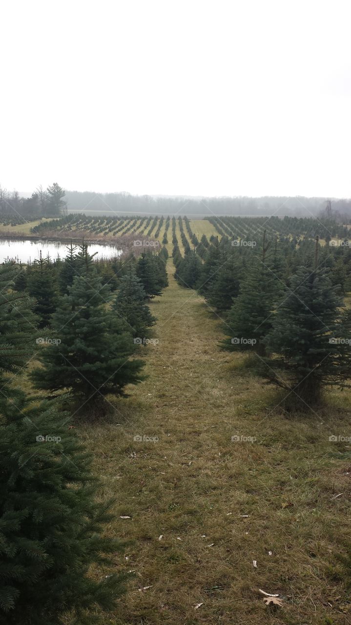 Holiday Hunt. tree farm in Wisconsin