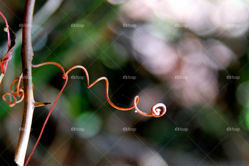 twisting vine dried into a coil, from a thorn adorned branch.