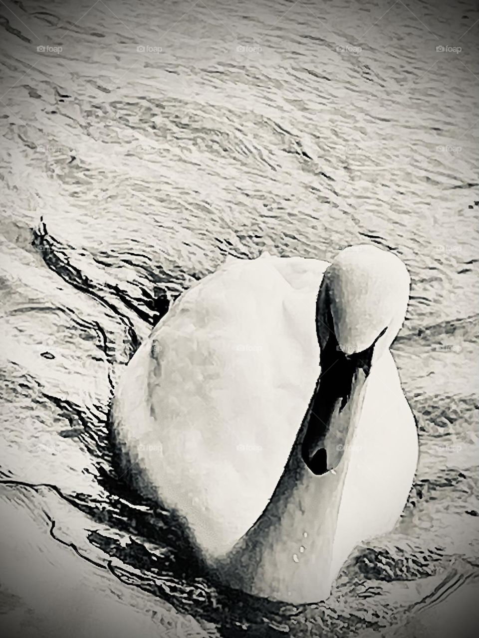 Schwan auf dem Wasser, schwarz/weiß-Foto, Kontrastreich