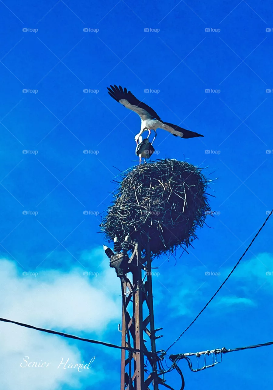 Storks and love