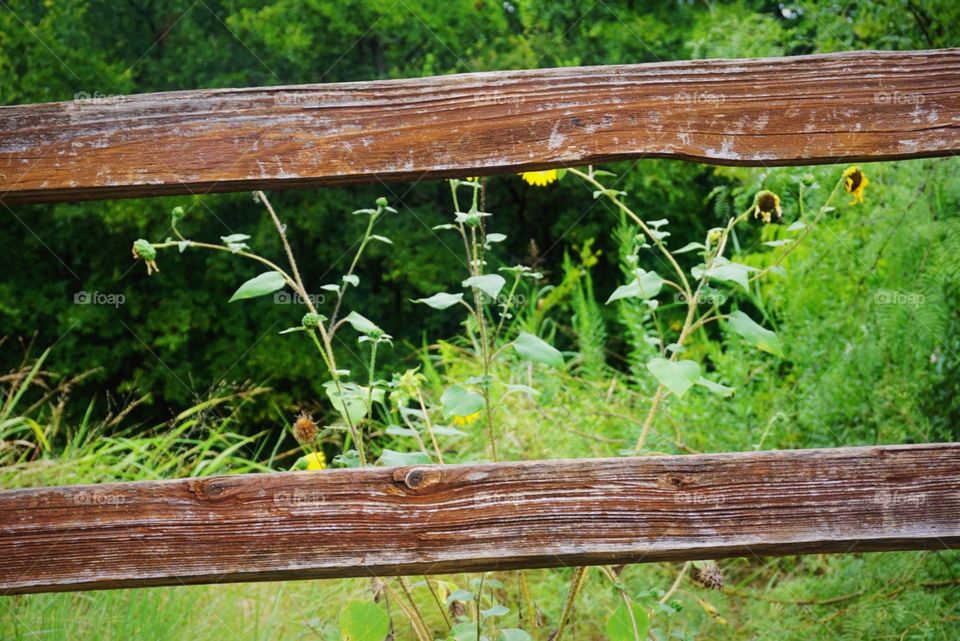 Wood Fence