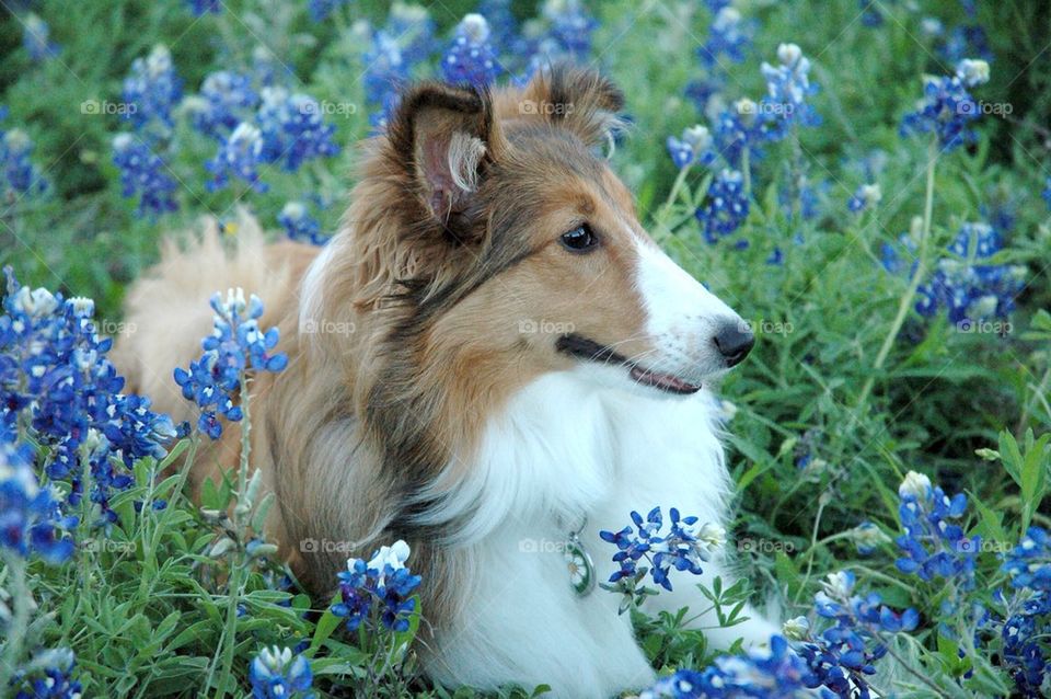 Sheltie