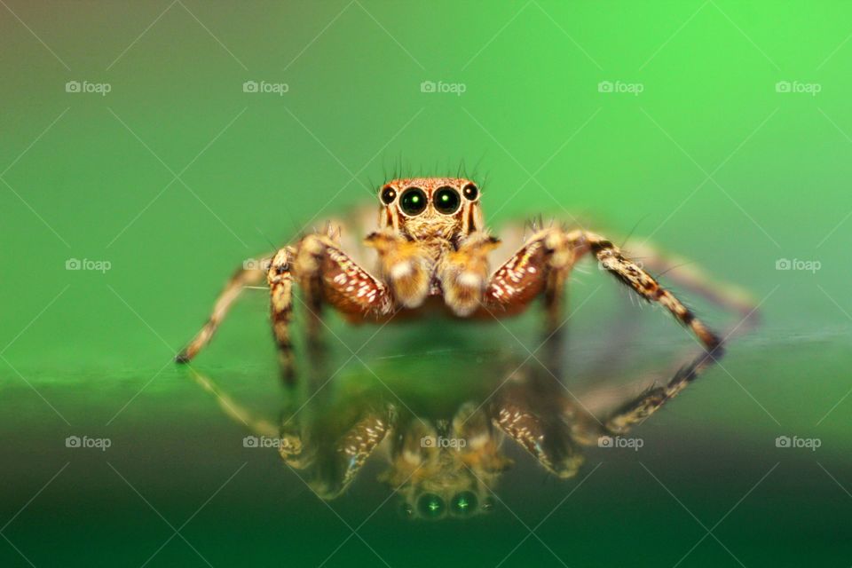 jumping spider with his reflection