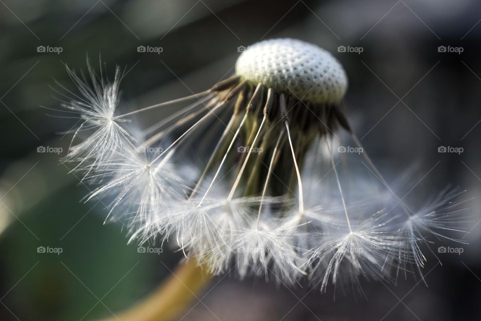 Close-up of dandelion