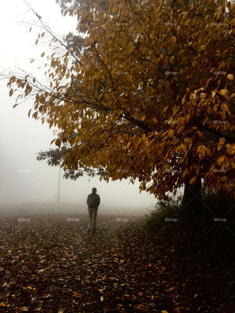 Fall in smoky mountain 