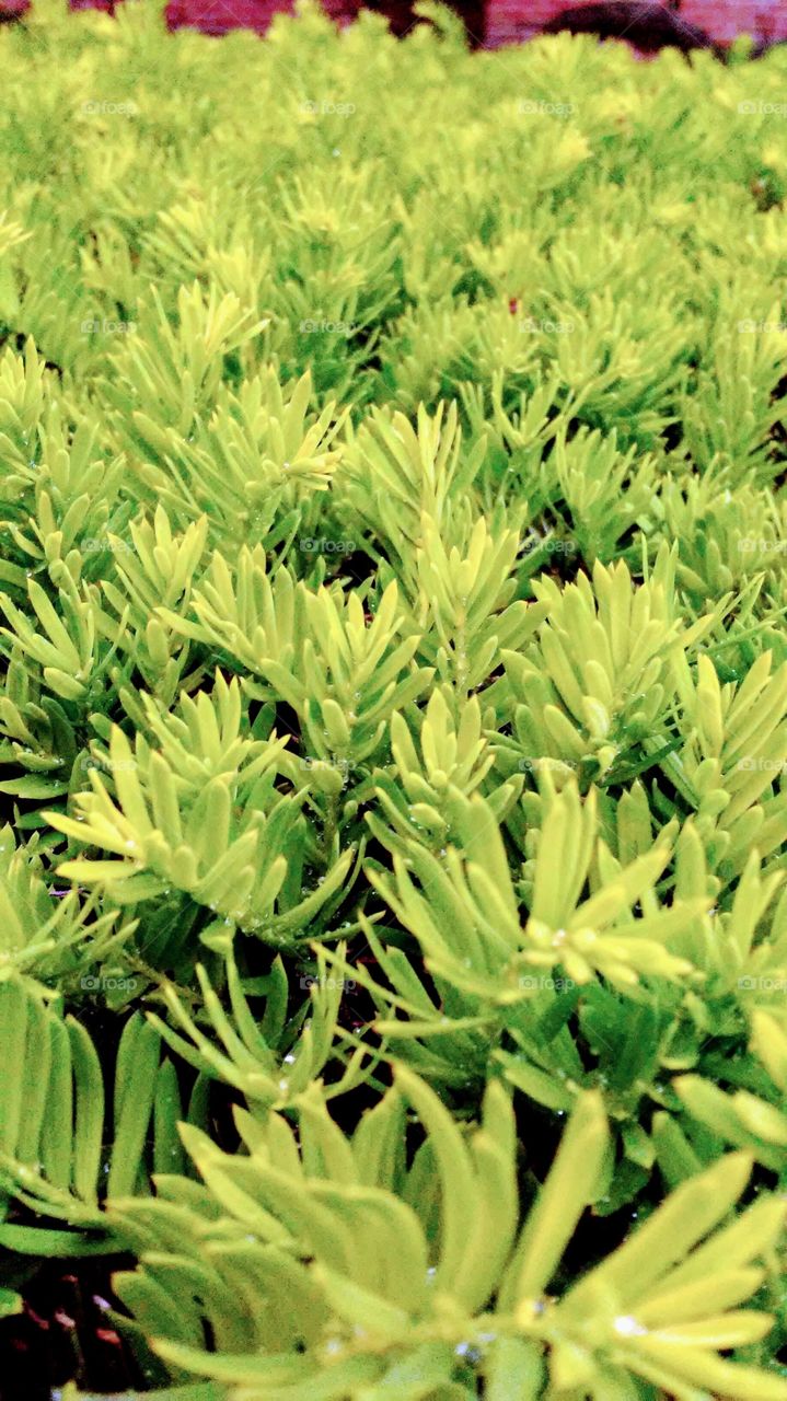 spring. green. fresh