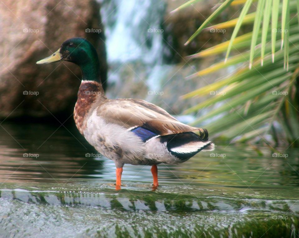 Mallard Duck at the Waterfall