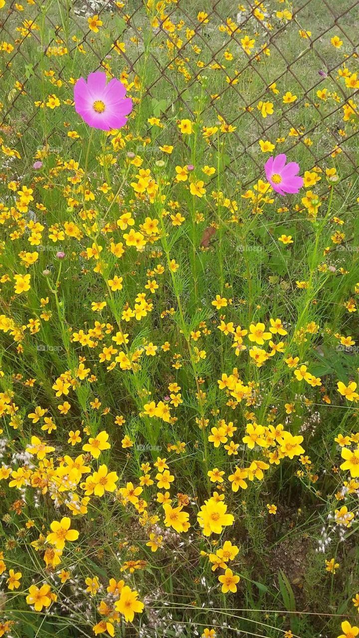 
Flores del campo amarillas
