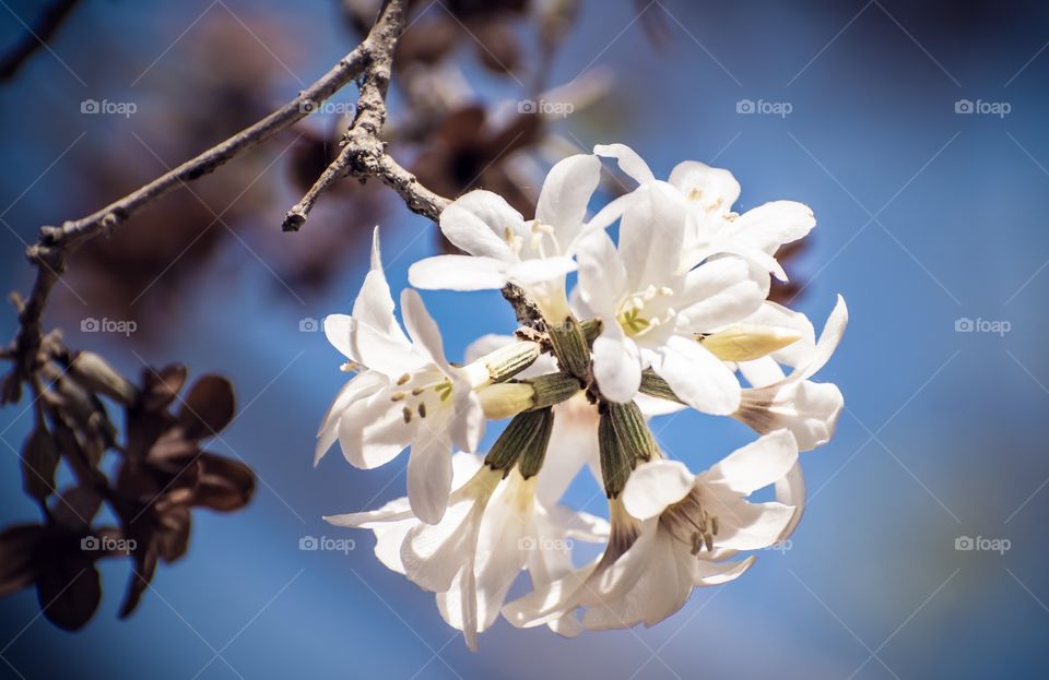 White Flower