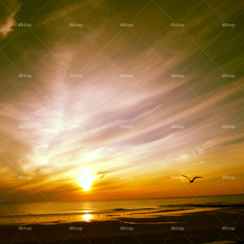 Silhouette of bird flying over the sea