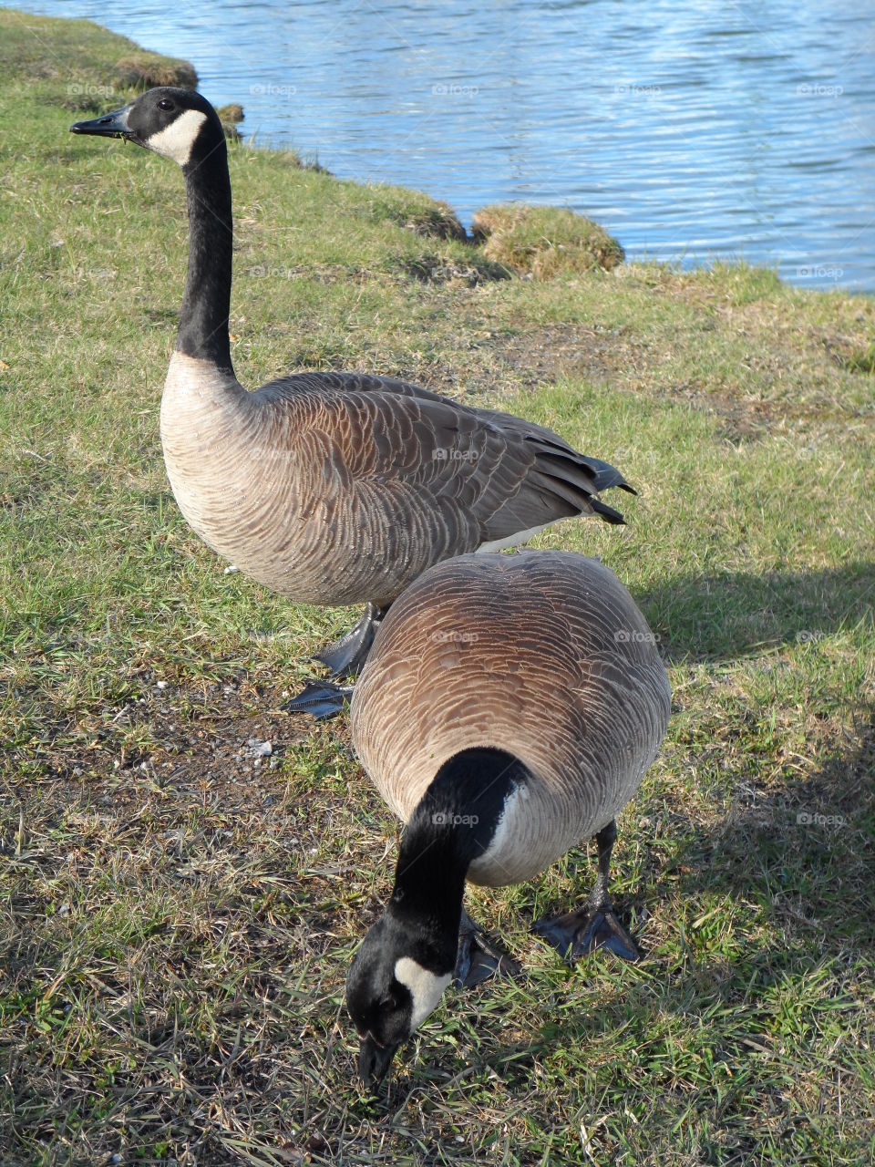 Canadian geese eating. Geese eating grass