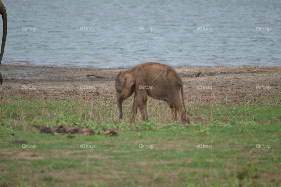 baby elephant