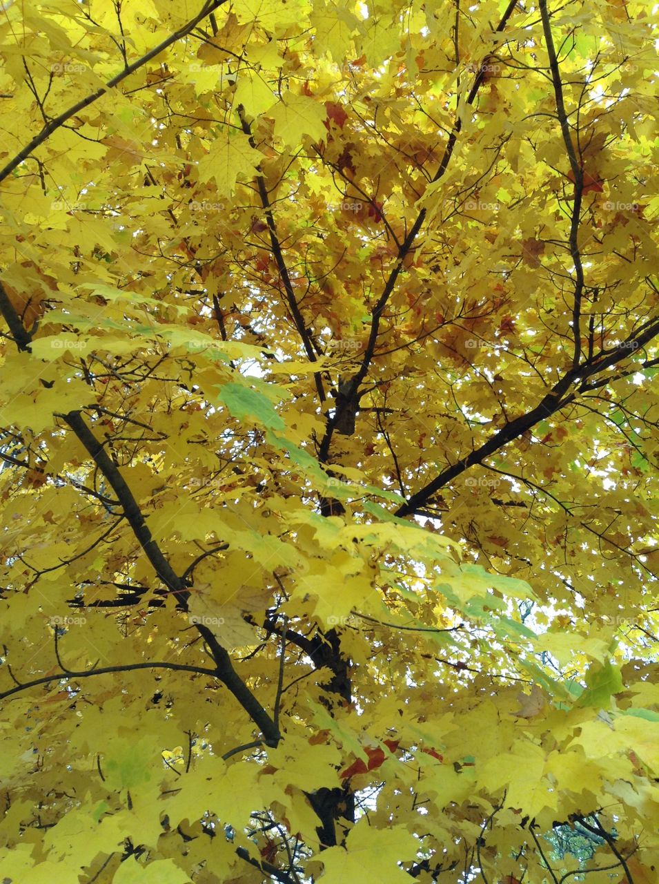 A closeup look at tree mid-autumn, showing off its autumnal yellow finery. 