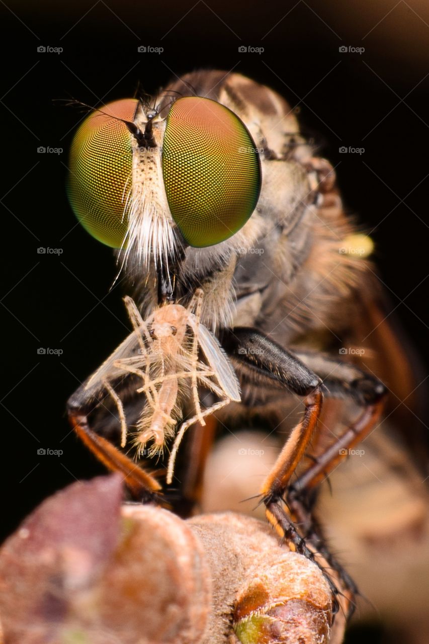 Robber Fly 