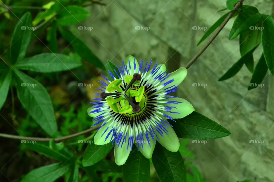 flower
