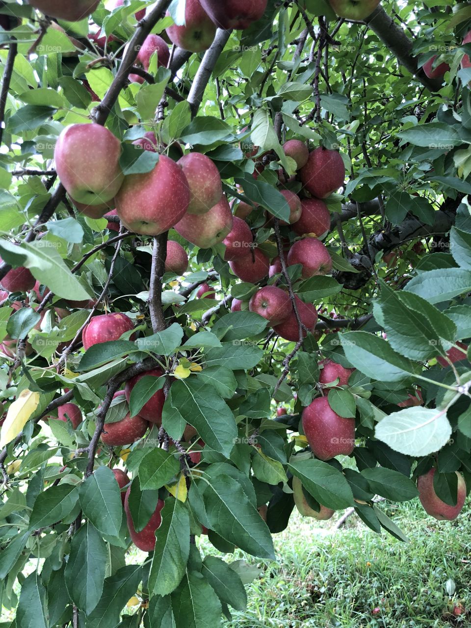 Apple tree
