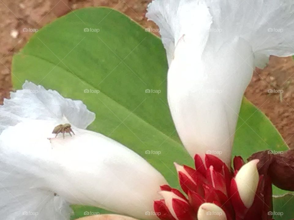 Do not look at it with my eyes, that there is no angel in white clothes. beautiful flower.