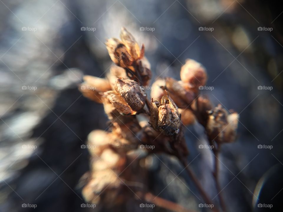 Macro weed seed pods