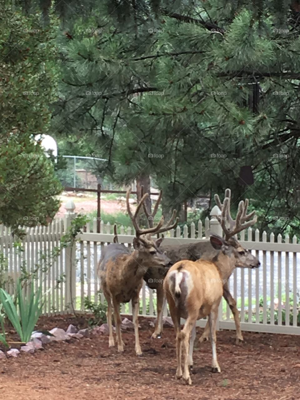 Deer, Wood, Tree, Mammal, Nature
