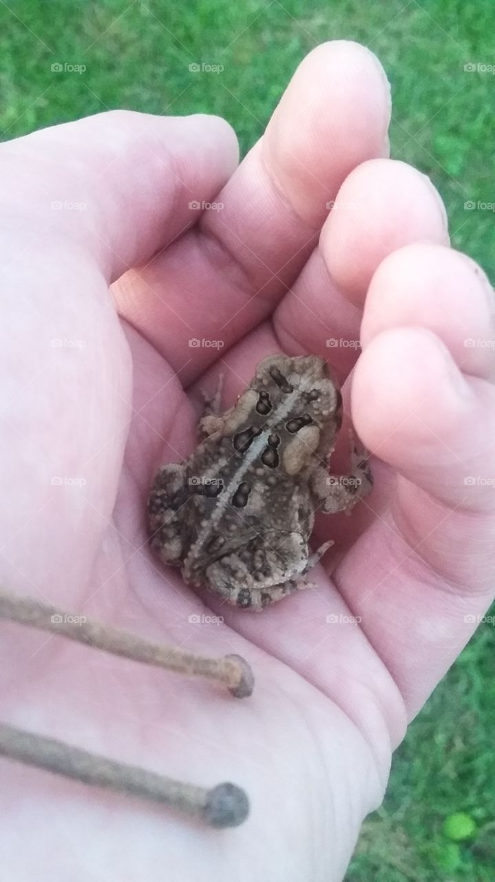 toad