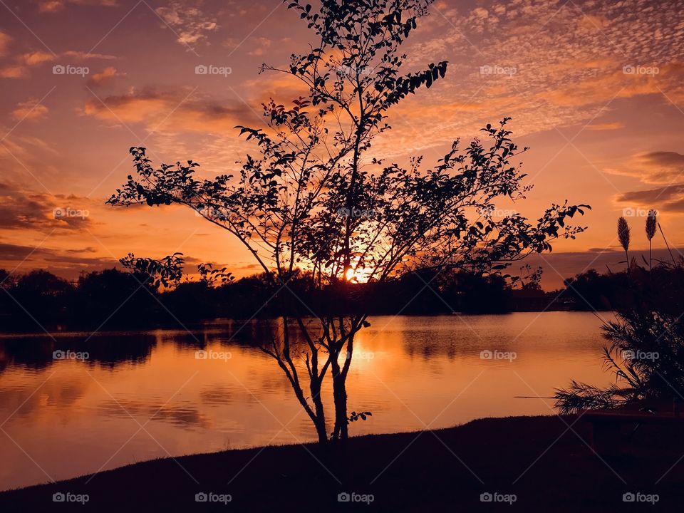This A Unique photo that uses one Crepe Myrtle as back drop to capture the Sun’s Beauty at Sunset. 