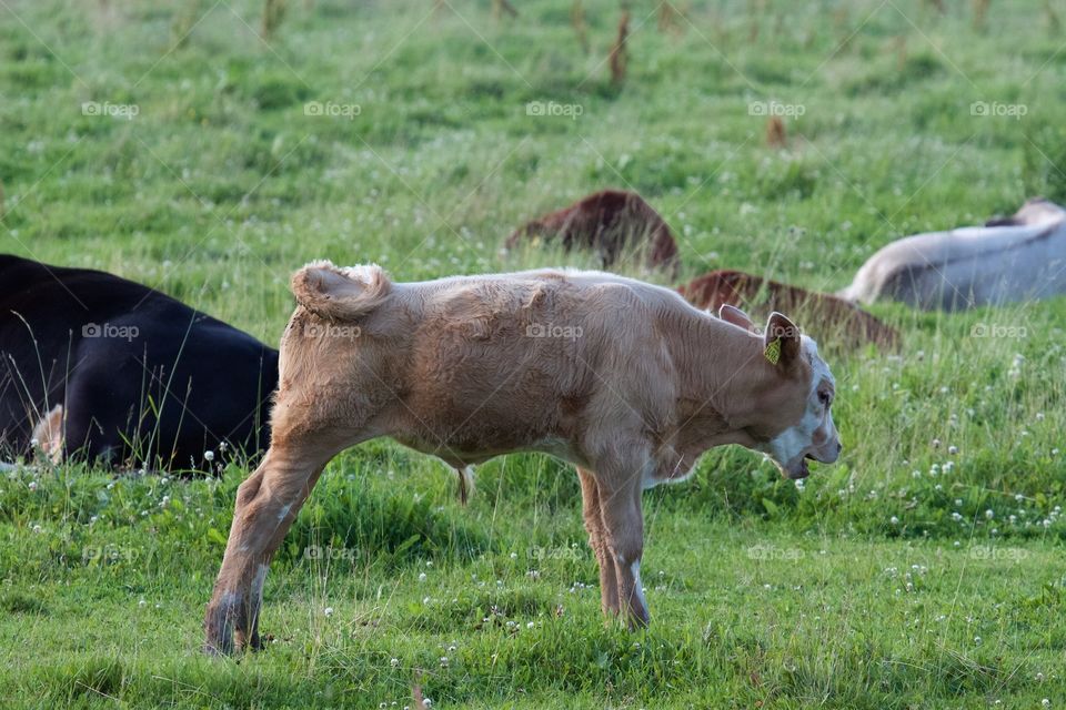 Cows on pasture . Cows on pasture 