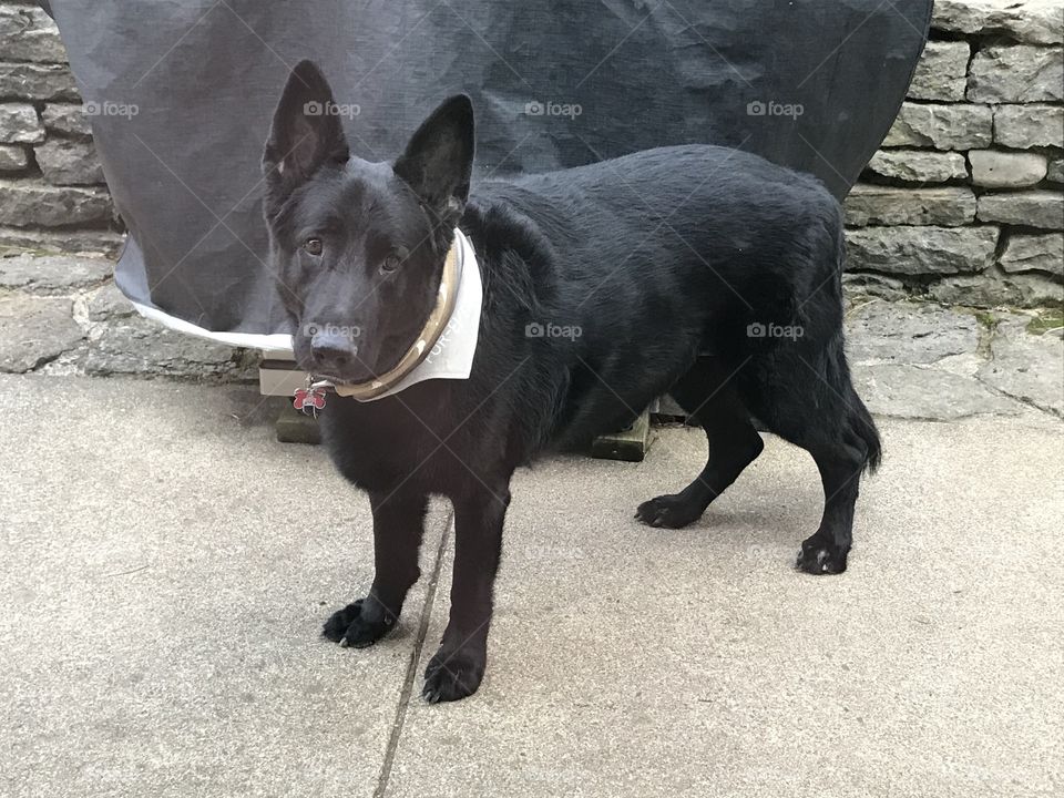 Black German shepherd