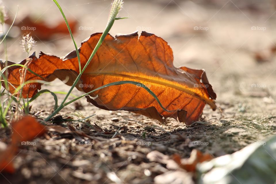 Dry leaf