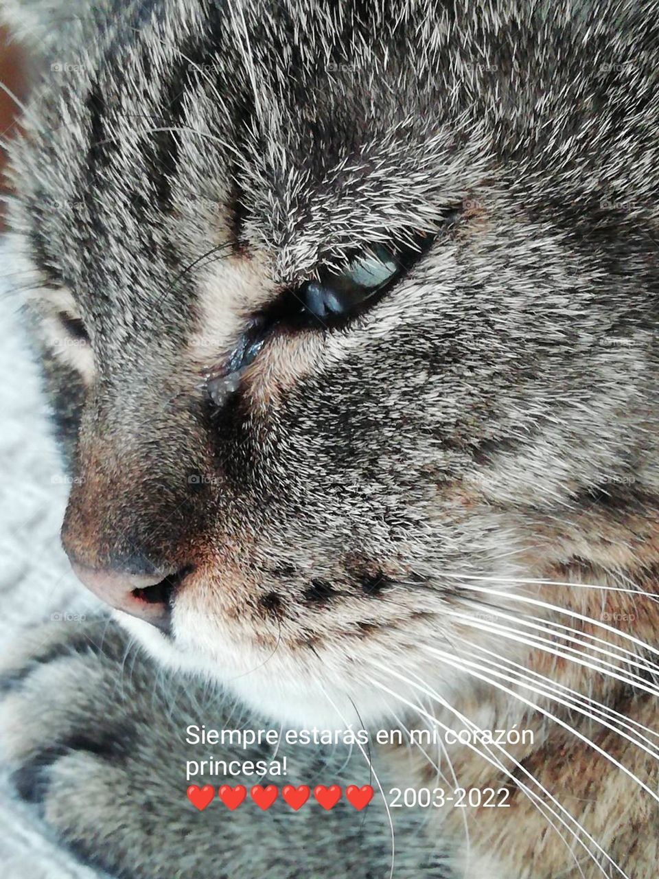 Mi princesa permitida.