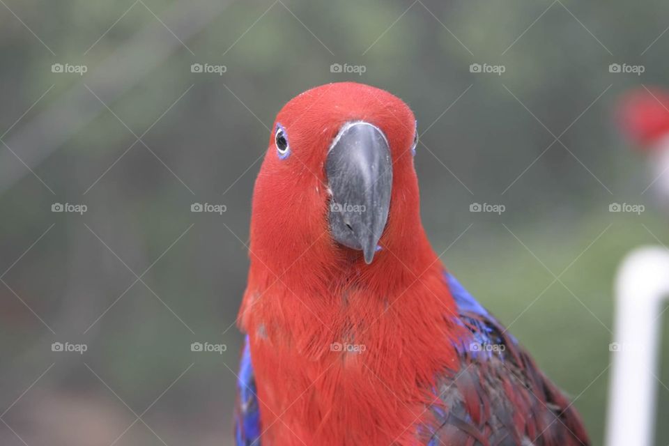 Red parrot