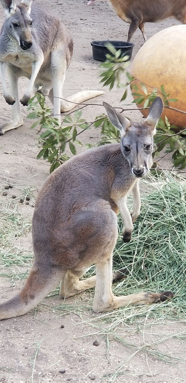 kangaroo