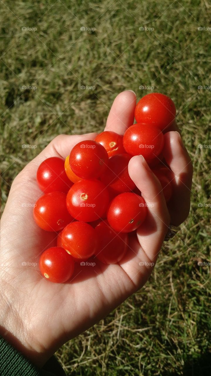 homegrown tomatoes