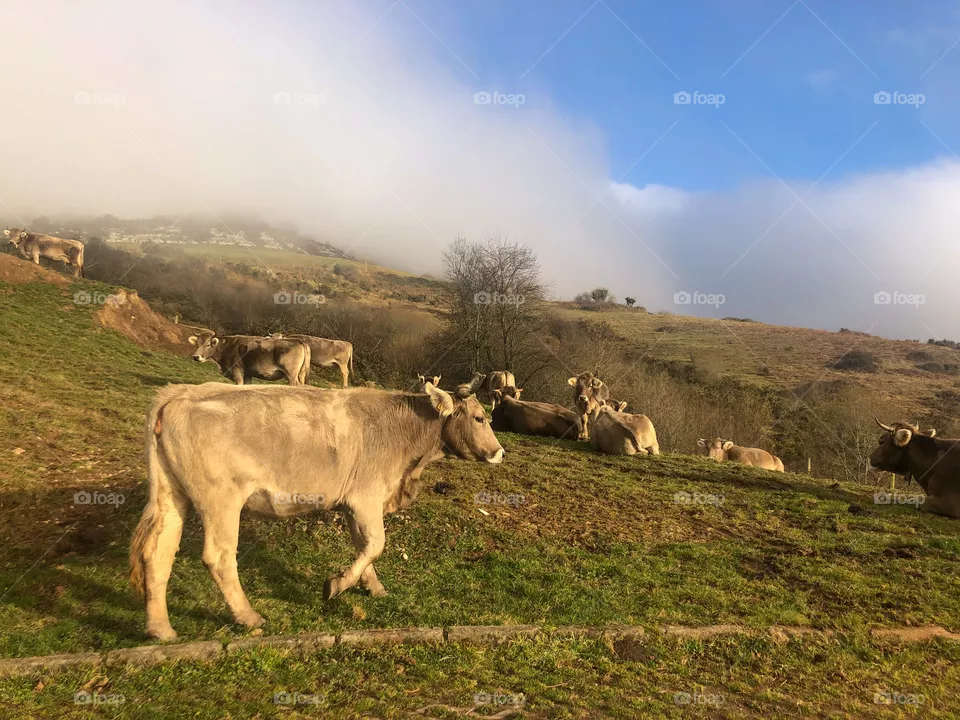 Cows